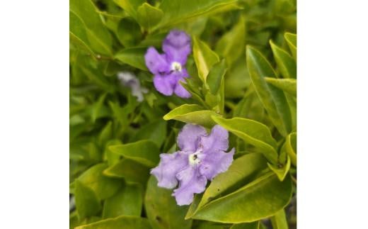 香りの好い紫色の花を楽しみませんか? ニオイバンマツリ