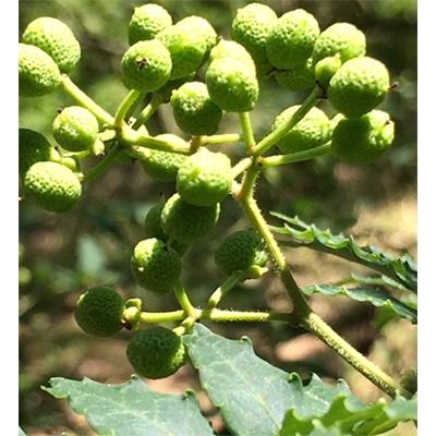ふるさと納税 紀美野町 ぶどう生実山椒500g×1 |  | 01