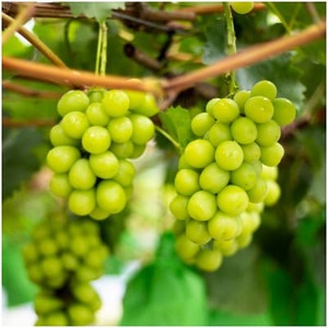 SUMU シャインマスカット・レイトハーベスト 2022(720ml)【1699830】