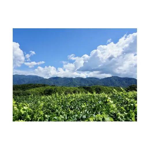 【山梨ワイン】蔵元直送「OLIFANT甲州瓶内二次発酵スパークリング750ml×2本セット」