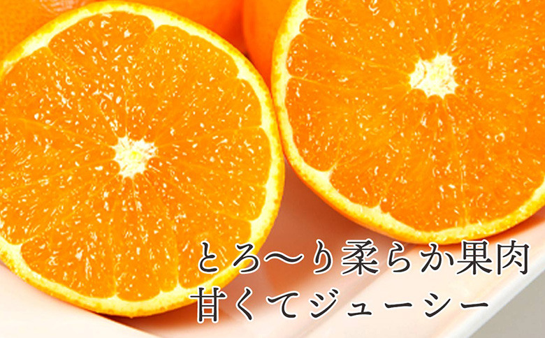 先行予約＜訳あり 愛媛県産 清見 合計約1.5kg＞ 『2026年4月中旬～6月末順次出荷』ミヤモトオレンジガーデン 愛媛県 西予市