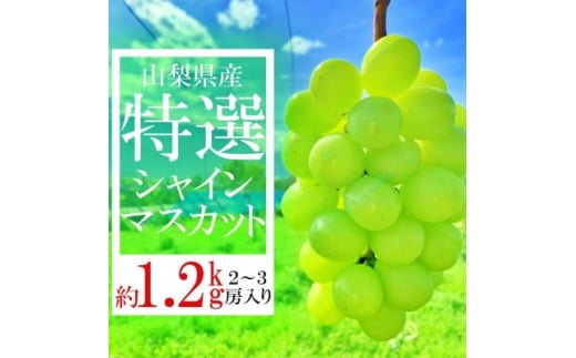 2025年先行受付 山梨県山梨市産　特選　旬の採れたてシャインマスカット　約1.2kg　2～3房【1365848】