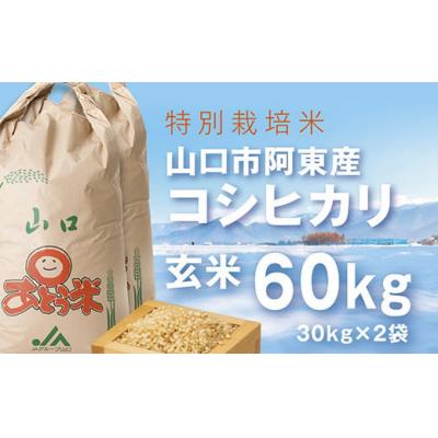 ふるさと納税 山口市 特別栽培米阿東産コシヒカリ玄米60kg A096
