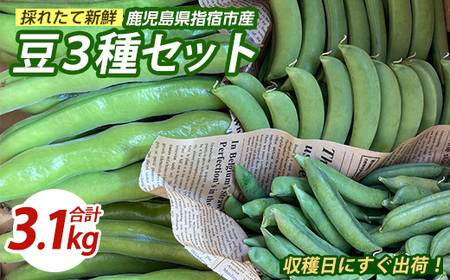 【2026年1月上旬～発送】豆3種セット (そらまめ 約1.5kg・スナップエンドウ 約800g・まめこぞう 約800g)(マツキアグリ/010-2088) 豆 えんどう豆 グリンピース 鹿児島産 特産品 採れたて 新鮮野菜 野菜 産地直送 旬