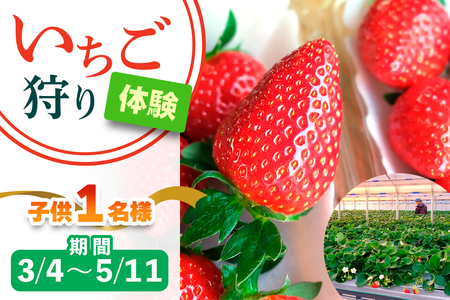 [3月4日から5月11日] いちご狩り体験 子供1名様 奈良のブランド (あすかルビー)｜イチゴ農園 果物 フルーツ 親子 体験チケット いちご狩り農園 奈良県 [3054]