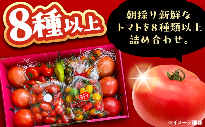 トマトの宝石箱 4kg / トマト とまと 大玉トマト ミニトマト 詰め合わせ / 恵那市 / クリエイティブファーマーズ [AUAH015]