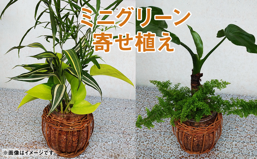 
ミニグリーン 寄せ植え（bring green）ガラス瓶植え 観葉植物 植物 インテリア
