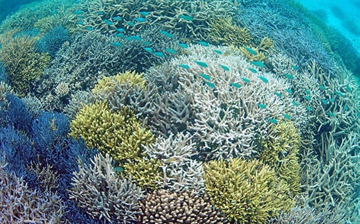 綺麗な海に綺麗なサンゴ‼