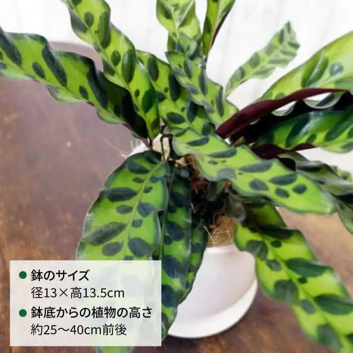 葉模様が独特で美しい 『カラテア・ランシフォリア (インシグニス)』 糸島市 / cocoha 観葉植物 グリーン 緑 インテリア [AWB037]
