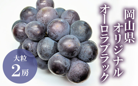 オーロラブラック 2房(1房480g以上) 化粧箱入り【2026年8月下旬～9月下旬発送予定】
