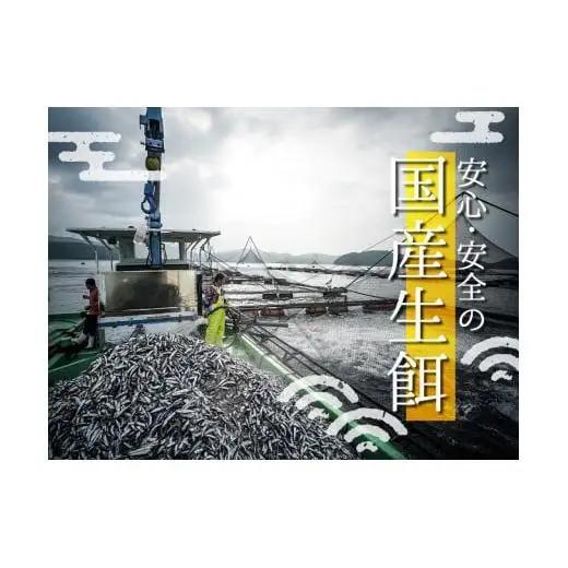 【 カンパチ 】 カンパチ 半身