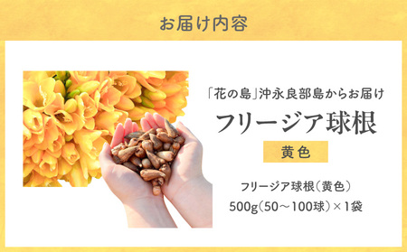 フリージア 球根 （ 黄色 ） 500g C076-001-01 花 お花 植物 綺麗 キレイ きれい 知名町役場農林課 ふるさと納税 鹿児島 知名町 おすすめ ランキング プレゼント