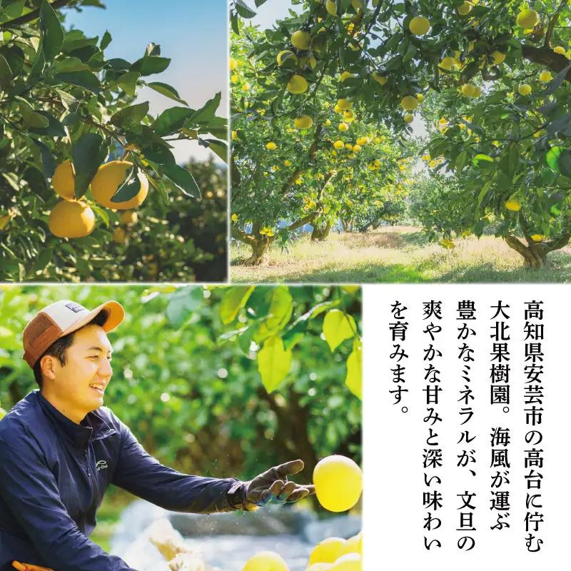 【訳あり】文旦 2L 6玉 土佐文旦 大北果樹園