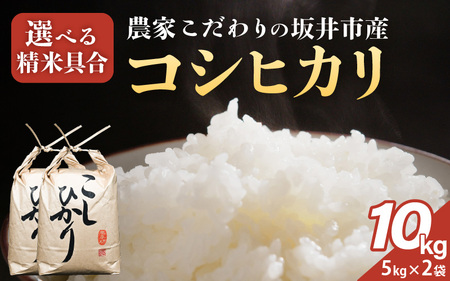 令和8年産 坂井市産 コシヒカリ 10kg (5kg×2袋) 【白米】2026年10月上旬以降順次発送 米 コメ お米 福井こしひかり [A-10219_01]