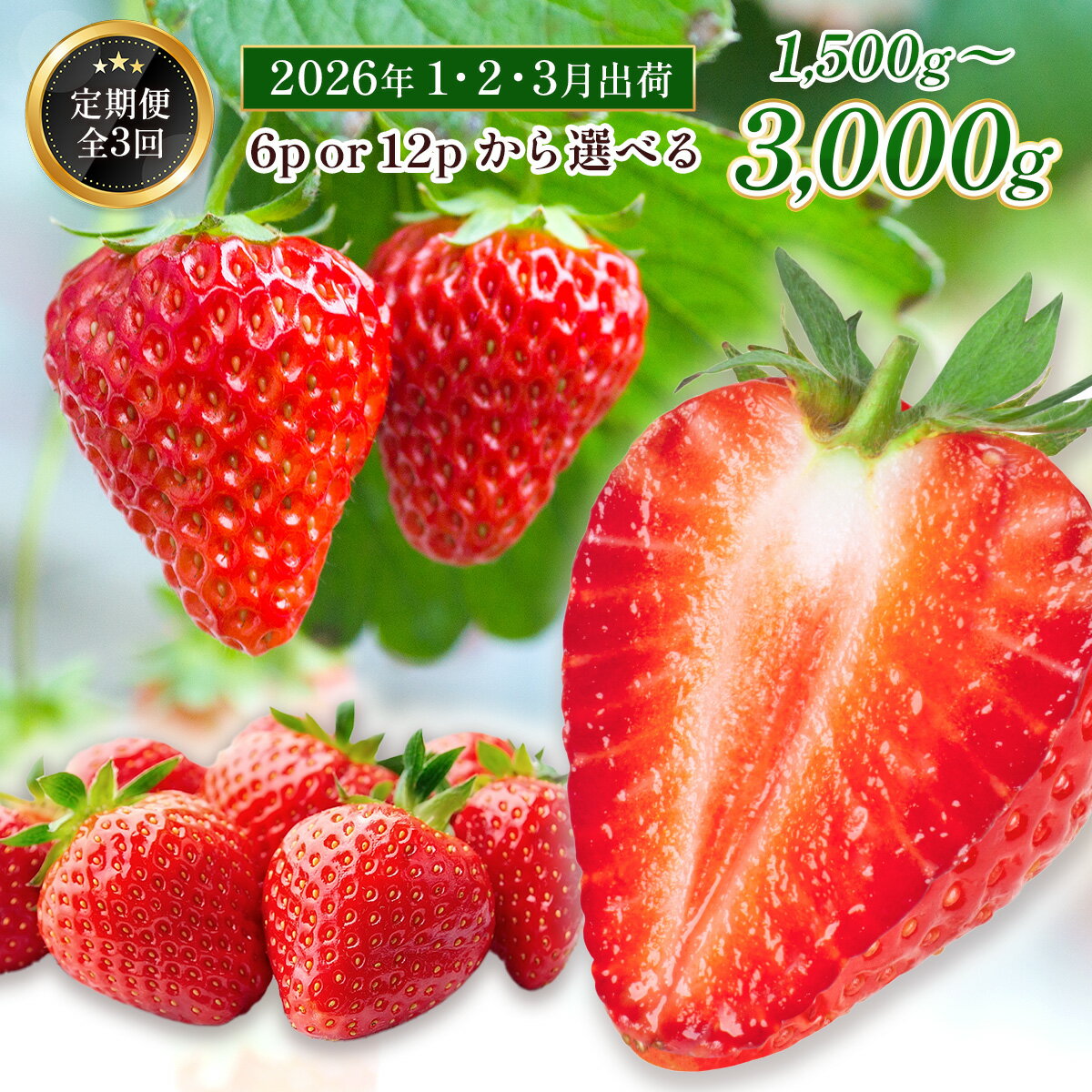 【ふるさと納税】定期便全3回 福岡県産 あまおう 合計1500g～3000g 送料無料 スイーツ スムージー ケーキ ギフト お祝い ショートケーキ タルト 限定 季節限定 先行予約 2026年1月より順次発送　BA008 BA024