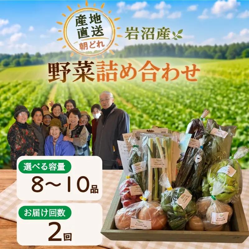 【定期便2ヶ月】 産地直送 朝どれ 新鮮野菜 8～10種類 詰め合わせ セット 野菜