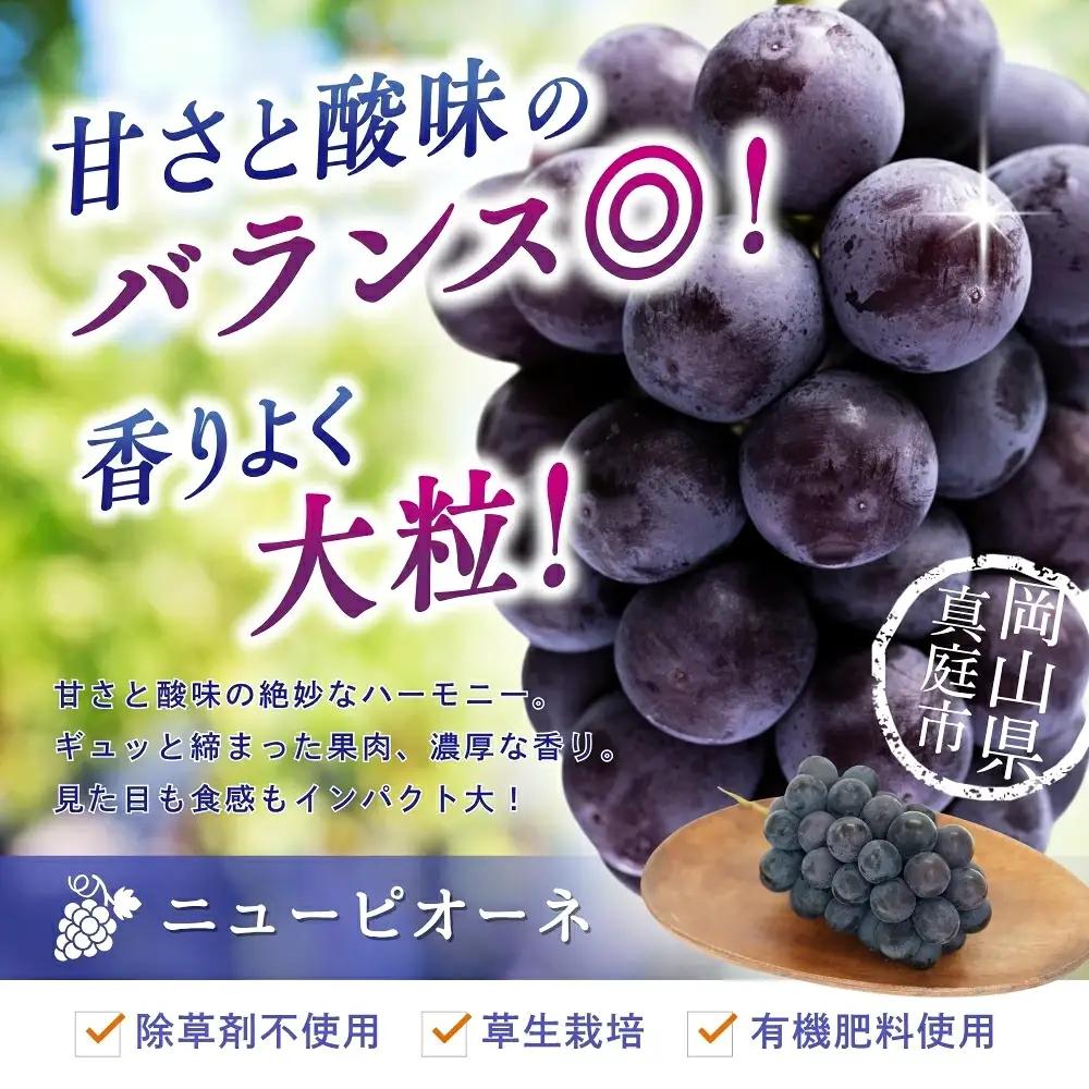 岡山産ニューピオーネ 約2kg（3～4房） 種無し 除草剤不使用 ピオーネ 【hana006-03】