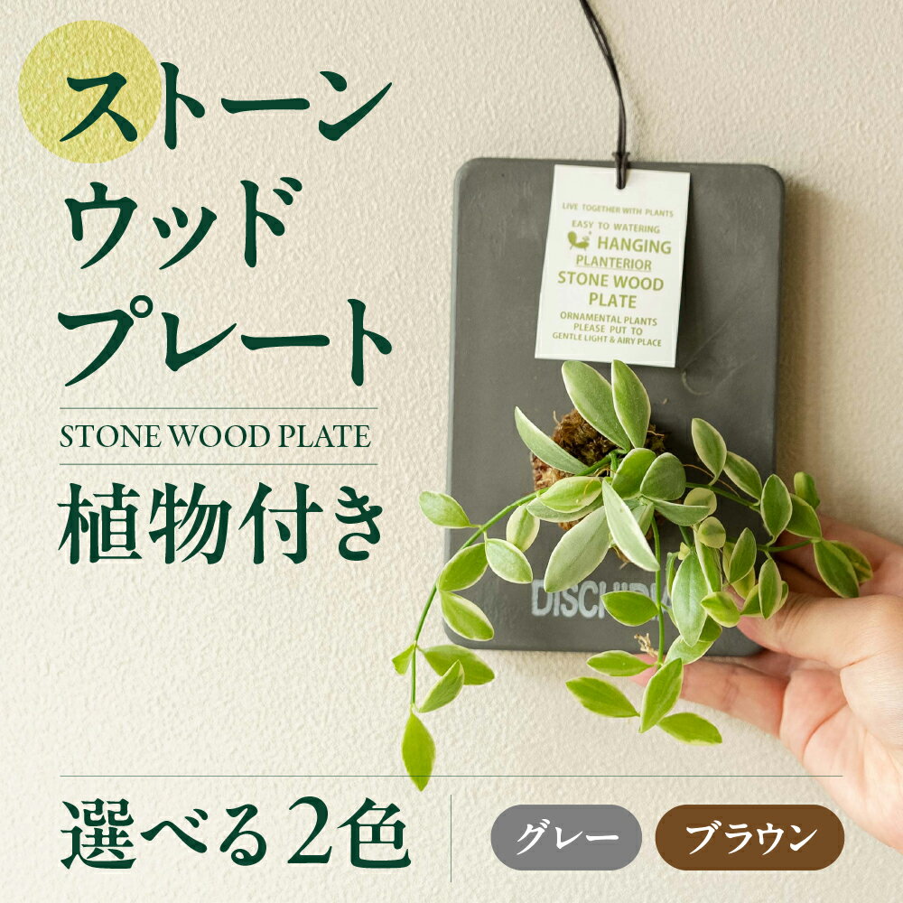 【ふるさと納税】ストーンウッドプレート 土無し インテリア 緑 グリーン 植物 簡単 初心者 かわいい 自然 おしゃれ 送料無料 Green Walk グリーンウォーク 愛知県 豊橋市