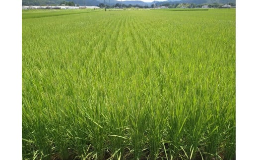 【令和7年度米】地元でも美味しいと評判！八百津町小川さんのコシヒカリ10Kg【すぐ発送】