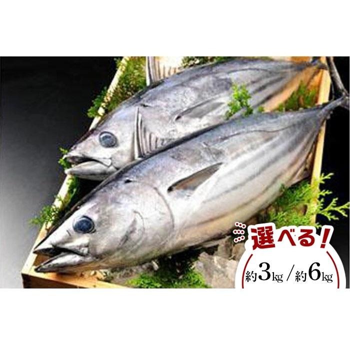 【ふるさと納税】旬 天然魚介類 詰め合わせ セット | 楽天ふるさと 納税 和歌山 白浜町 お取り寄せグルメ 食品 食べ物 たべもの お土産 プレゼント ギフト 魚 詰め合わせ さかな お魚 おさかな 海鮮 食材 海の幸 魚介類 魚介 旬の味覚 天然 海産物 水産 新鮮