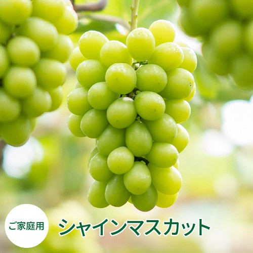 
                  【2026年発送】 シャインマスカット 家庭用 ２房 約1.2kg １房約600g 種なし ぶどう 果物 送料無料 産地直送 ＜９月中旬頃から発送開始＞ 山-1
                