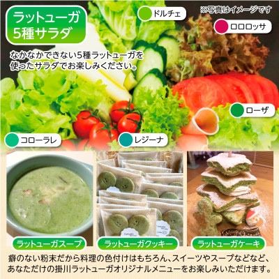 リーフレタスパウダー計10gと掛川ラットューガ5種×1株セット【配送不可地域：離島・北海道・四国・九州】【1699744】
