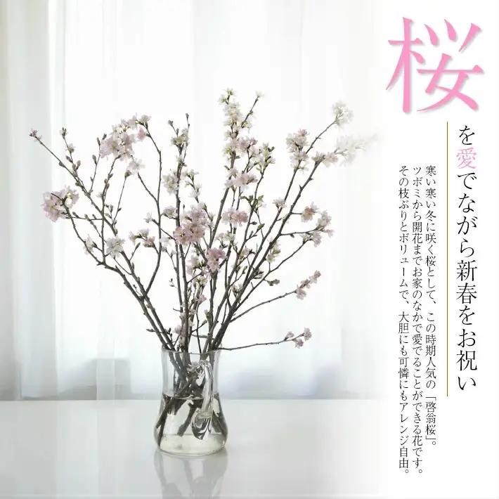 啓翁桜 約125cm×10本（1月下旬発送）※着日指定不可 東北 山形県 遊佐町 庄内地方 桜 木 植物 枝 切り花 花束 お花 室内 リビング 玄関 アレンジにも お正月飾り 冬 春 新春 迎春 新