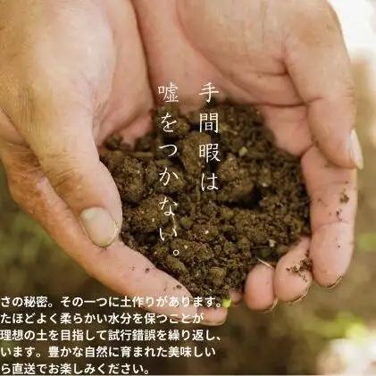 訳あり ニューピオーネ 2～3房 合計1.4kg以上 岡山県産 ピオーネ