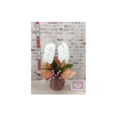 ふるさと納税 山口市 【全国洋ラン品評会受賞品種】ミディ系ホワイト胡蝶蘭『リトルシルキー』*2本立* C099 |  | 03