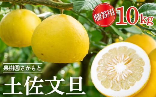 【2025年2月より発送】 高知県産 土佐文旦 贈答用 10kg 優品 時期 土佐 文旦 ぶんたん ブンタン 人気 旬 柑橘 フルーツ 果物 国産 ブランド ビタミン 生産者 産地 高知 須崎