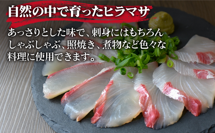 【血抜き、内臓処理済み！】ヒラス （ヒラマサ） 1本 4.0kg以上 養殖 刺身 しゃぶしゃぶ  【ひまわり】 [RBK005]