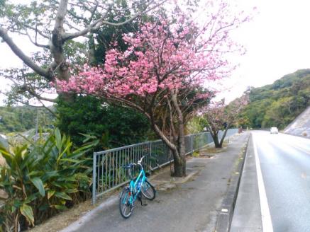 レンタカーでは行けない綺麗な所を走りたい！レンタサイクル1日プラン