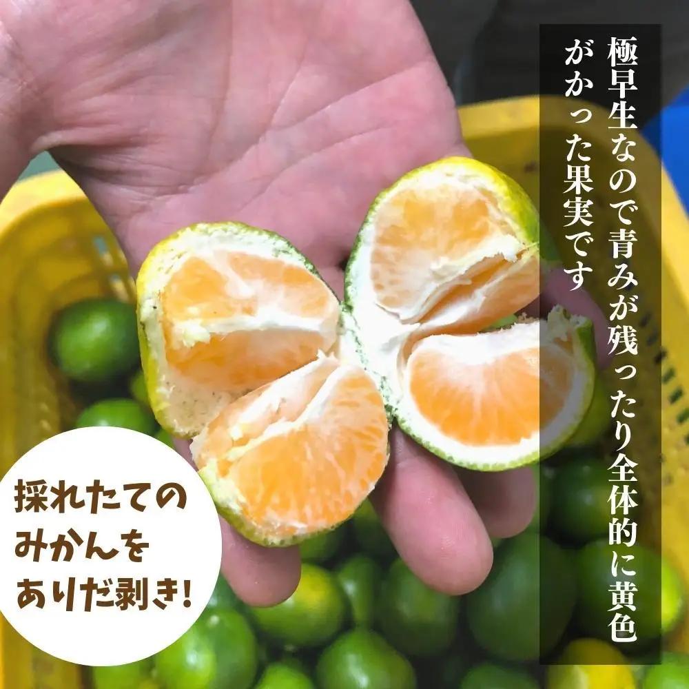 訳あり 極早生 みかん 箱込 5kg (内容量約 4.4kg) 有田みかん 和歌山