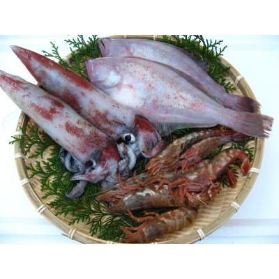 ふるさと納税 岩美町 鳥取網代港 朝獲れ直送!旬の天然魚セット【さかなや新鮮組】 |  | 01