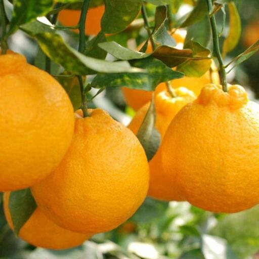 【お味濃厚】紀州有田産のデコポン約5kg(18玉～24玉入り・青秀以上)★2024年1月下旬頃より順次発送【TM26】