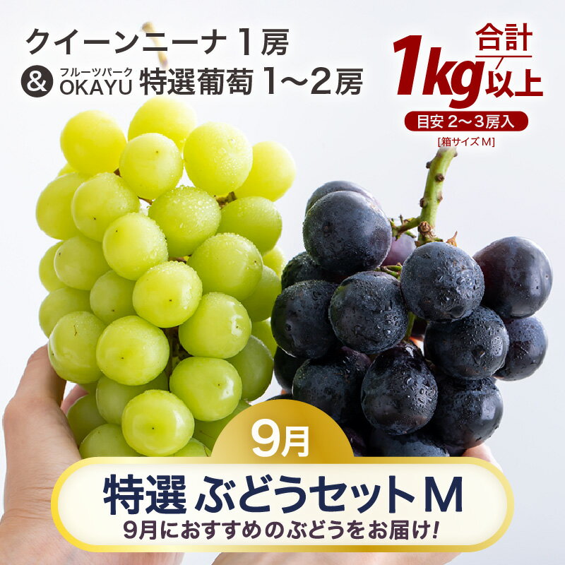 【ふるさと納税】【先行予約】9月特選 ぶどうセットM 1kg以上（2～3房）／ 葡萄 クイーンニーナ 品種 おまかせ あわら 農家おすすめ ※2026年9月より順次発送