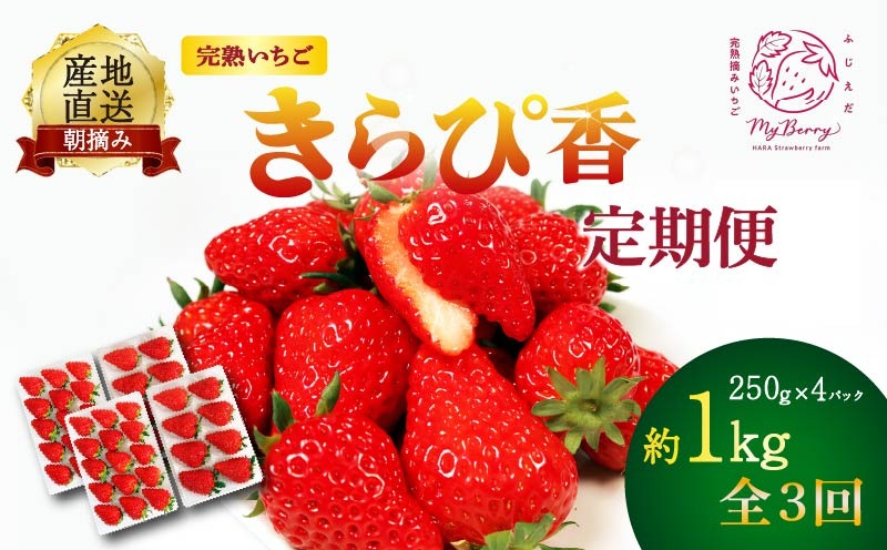 【先行予約 : 2026年1月～発送予定】 【全3回定期便】  いちご きらぴ香 約1kg 約250g×4パック （1月、2月、3月発送） 朝どれ 完熟 苺 産地 直送 フレッシュ イチゴ 贈答 フルーツ 果物 国産 静岡県 藤枝市 ふるさと人気 ふるさとおすすめ