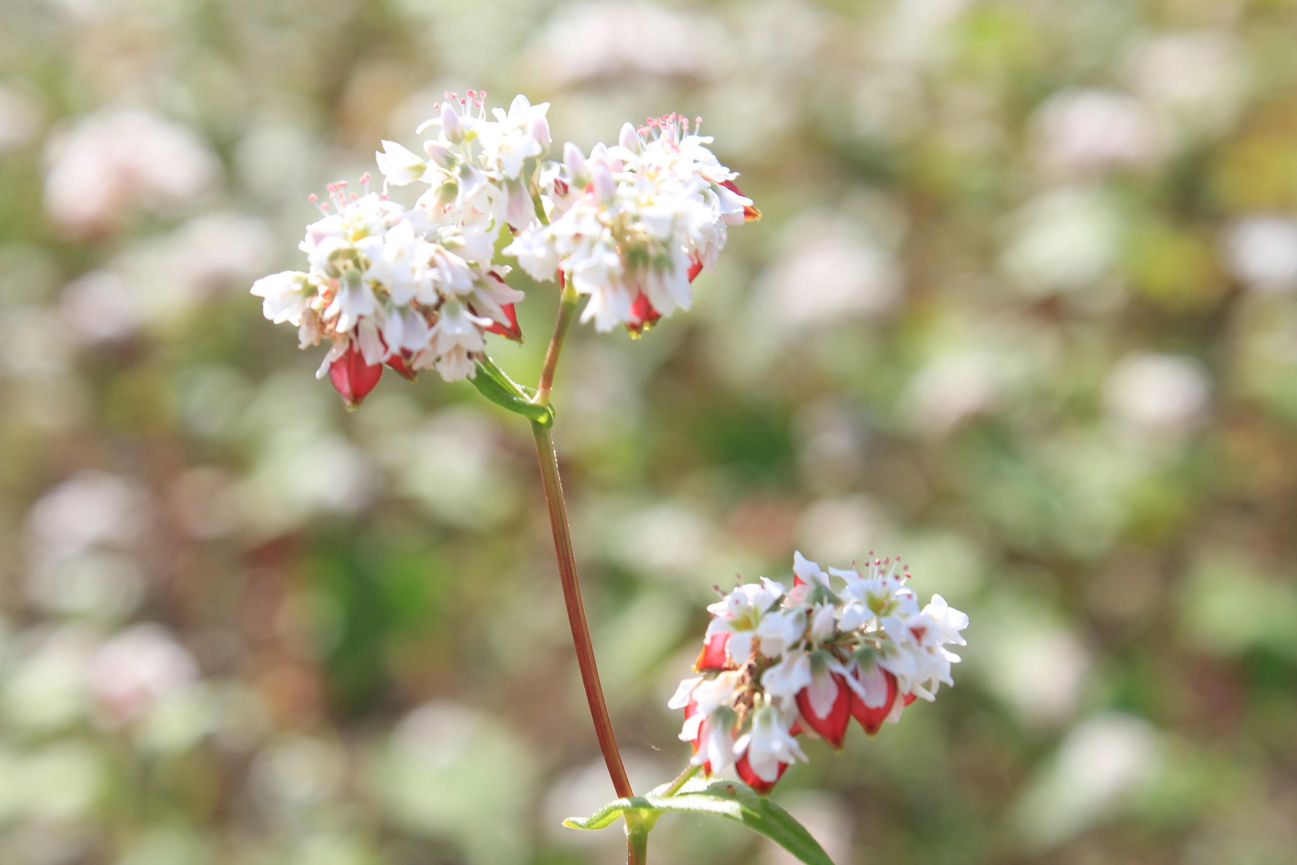 青木村限定タチアカネ蕎麦粉(約500g×3袋)
