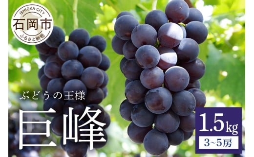 【 2026年 先行予約 】 巨峰 1.5kg ( 種あり ) 鈴木ぶどう園 3房 ～ 5房 ぶどう ブドウ 国産 果物 くだもの 葡萄 フルーツ 1.5キロ 8月 下旬 9月 10月 発送 夏 秋 旬 品種 茨城県産 産地直送 産直 農家直送 冷蔵 茨城県 石岡市 (A07-002)