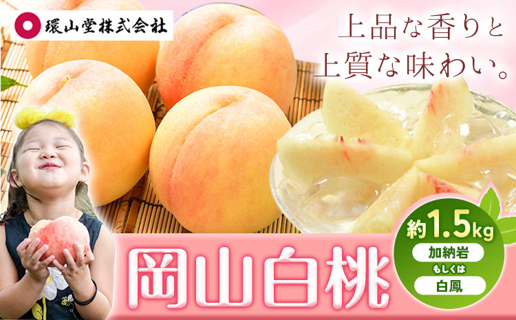 【2027年先行予約】桃 もも 岡山白桃 5〜7玉 約1.5kg 加納岩もしくは白鳳 岡山県産 環山堂株式会社《2027年7月上旬-7月中旬頃出荷》岡山県 浅口市 白桃 果物 フルーツ 送料無料【配送不可地域あり】（北海道・沖縄・離島）