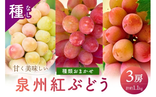 泉州ぶどう 彩りあざやか紅ぶどう 3種セット【065C-005】