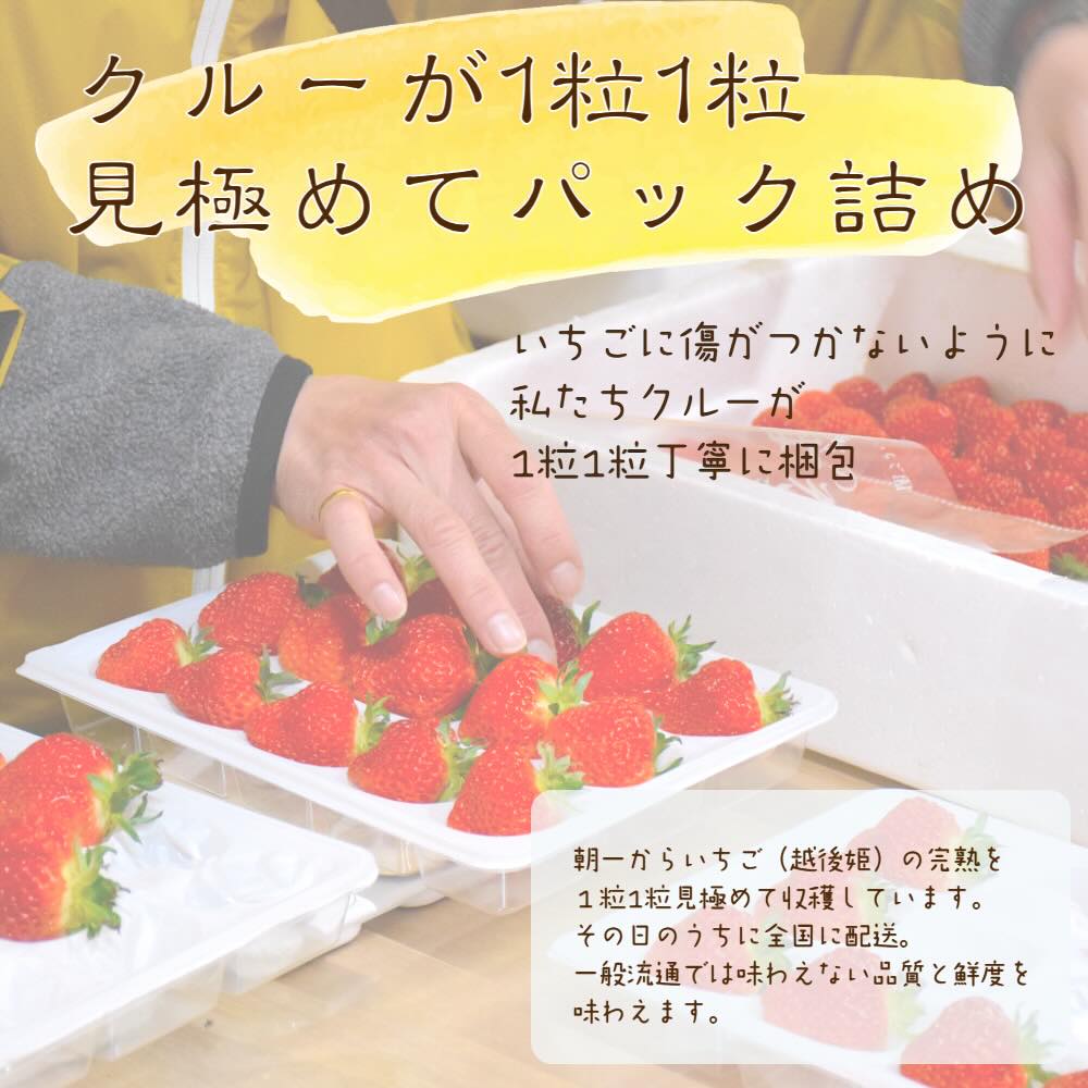 いちご 新潟 雪国完熟越後姫シングル（約380g）ギフト箱入