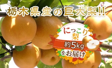 N05 梨 なし にっこり梨 5kg フルーツ 先行予約 2024年 10月 中旬頃 栃木県
