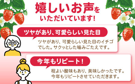 【3回定期便】南島原産 いちご 「恋みのり」約260g×4P / イチゴ 苺 フルーツ 果物 / 南島原市 / あゆみfarm[SFF003] / いちご 定期便 イチゴ 定期便 苺 定期便 いちご大