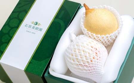 鴨梨（ヤーリー） 2玉 合計約1.5kg 贈答箱 なし 梨 ナシ 果物 フルーツ 果実 岡山県 倉敷市 【2025年11月下旬～12月下旬迄順次発送予定】