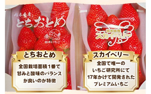 スカイベリー×とちおとめ 食べ比べセット 560g《12月中旬～4月の期間で発送》澳原いちご農園  | いちご 苺 イチゴ フルーツ 果物 産地直送 栃木県産