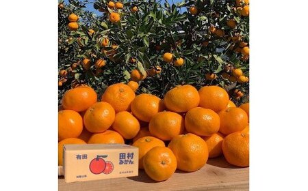 【2026年先行予約】【産地直送】和歌山 湯浅町産 田村みかん 10kg (サイズおまかせ)_BL6150n