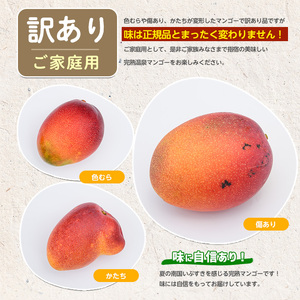 2026年発送 訳あり 鹿児島県 指宿 産 温泉 完熟 マンゴー 約1kg T&P IB057-001 マンゴー マンゴー