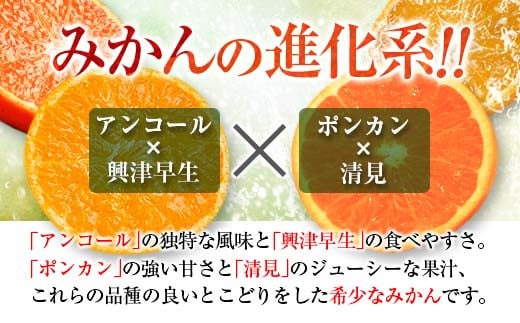 年内お届け 先行予約 訳あり 西南のひかり 計10kg 希少 期間限定 数量限定 みかん オレンジ フルーツ 果物 くだもの 柑橘 国産 食品 デザート おやつ みかんジュース フルーツサンド おすそ