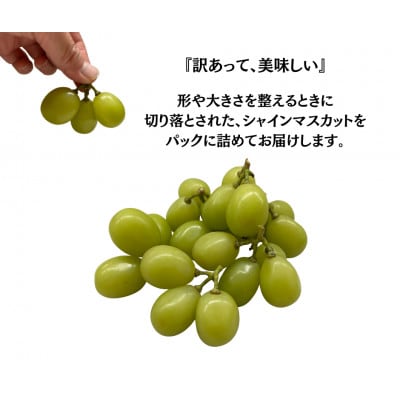 【2027年発送先行受付】訳あり 粒 シャインマスカット 約1kg【配送不可地域：離島・沖縄県】
